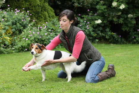 Dog physiotherapy treatment