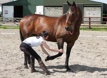 Horse physiotherapy treatment