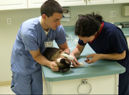 chiropractor veterinary osteopath